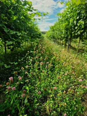 Biodynamika a lunární cykly