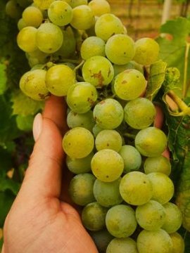 Mladá vína - Typ - Natura